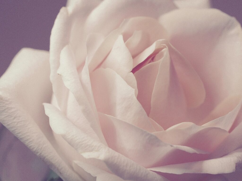 rose éternelle fabriquée